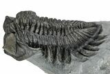 Bug-Eyed Coltraneia Trilobite Fossil - Ofaten, Morocco #354445-1